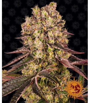 Runtz Muffin - Barney's Farm.