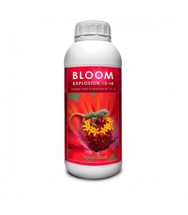 Bloom Explosion - Kayasolutions.