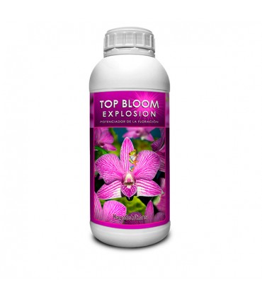 Top Bloom Explosion - Kayasolutions.