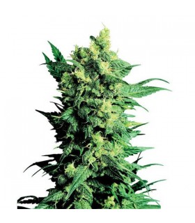Shiva Shanti II - 10 u. reg. Sensi Seeds