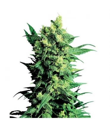 Shiva Shanti II - 10 u. reg. Sensi Seeds