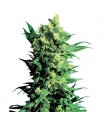 Shiva Shanti II - 10 u. reg. Sensi Seeds