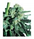 Sensi Skunk 10 u. reg. Sensi Seeds