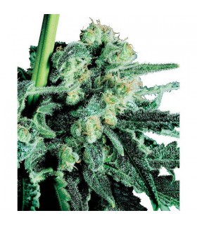 Sensi Skunk 10 u. reg. Sensi Seeds