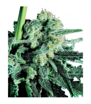 Sensi Skunk 10 u. reg. Sensi Seeds