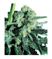 Sensi Skunk 10 u. reg. Sensi Seeds