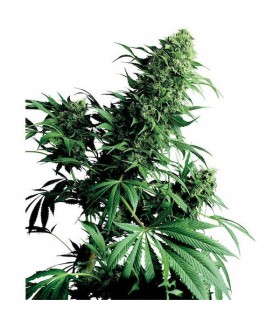 Shiva Shanti 10 u. reg. Sensi Seeds