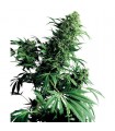 Shiva Shanti 10 u. reg. Sensi Seeds