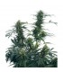 Guerrilla's Gusto 10 u. reg. Sensi Seeds