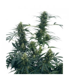 Guerrilla's Gusto 10 u. reg. Sensi Seeds