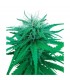 Ruderalis Indica 10 u. reg. Sensi Seeds