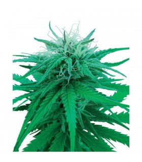 Ruderalis Indica 10 u. reg. Sensi Seeds