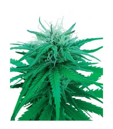 Ruderalis Indica 10 u. reg. Sensi Seeds