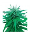 Ruderalis Indica 10 u. reg. Sensi Seeds