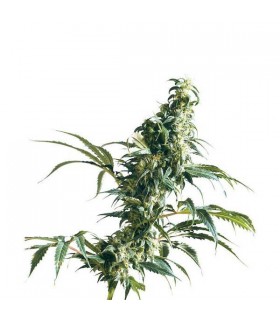 Mexican Sativa 10 u. reg. Sensi Seeds