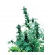 Early Skunk 10 u. reg. Sensi Seeds