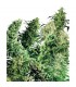 Indoor Mix 25 u. reg. Sensi Seeds