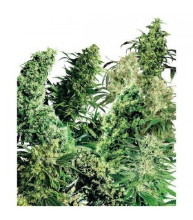 Indoor Mix 25 u. reg. Sensi Seeds