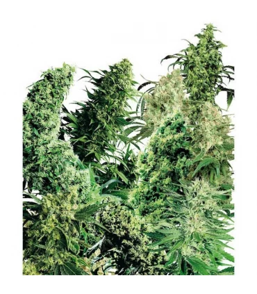 Indoor Mix 25 u. reg. Sensi Seeds