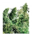Indoor Mix 25 u. reg. Sensi Seeds