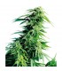 Hindu Kush 10 u. reg. Sensi Seeds