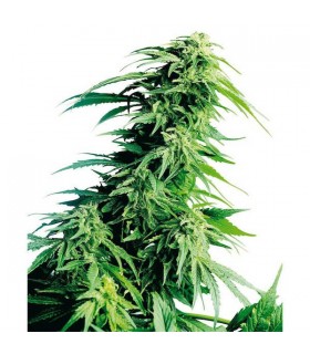 Hindu Kush 10 u. reg. Sensi Seeds