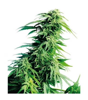 Hindu Kush 10 u. reg. Sensi Seeds
