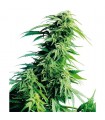 Hindu Kush 10 u. reg. Sensi Seeds
