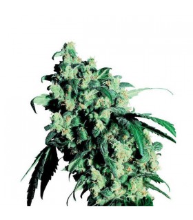 Super Skunk 10 u. reg. Sensi Seeds