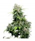 California Indica 10 u. reg. Sensi Seeds