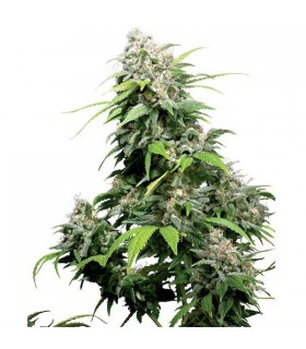California Indica 10 u. reg. Sensi Seeds