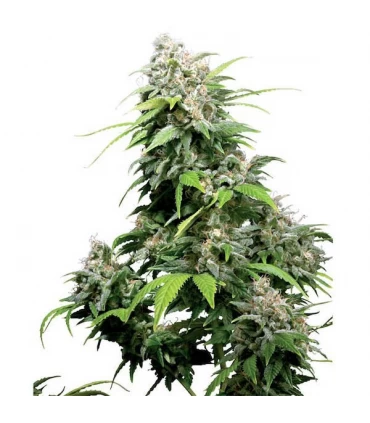 California Indica 10 u. reg. Sensi Seeds