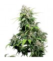 California Indica 10 u. reg. Sensi Seeds