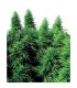 Ruderalis Skunk 10 u. reg. Sensi Seeds