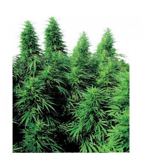 Ruderalis Skunk 10 u. reg. Sensi Seeds