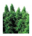 Ruderalis Skunk 10 u. reg. Sensi Seeds