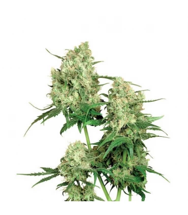 Maple Leaf Indica 10 u. reg. Sensi Seeds