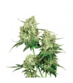 Maple Leaf Indica 10 u. reg. Sensi Seeds