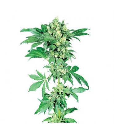 Afghani n 1 - 10 u.  reg. Sensi Seeds