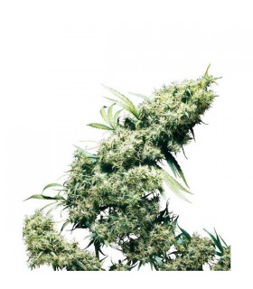 Jamaican Pearl 10 u. reg. Sensi Seeds