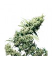 Jamaican Pearl 10 u. reg. Sensi Seeds