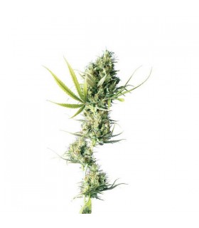Durban 10 u. reg. Sensi Seeds