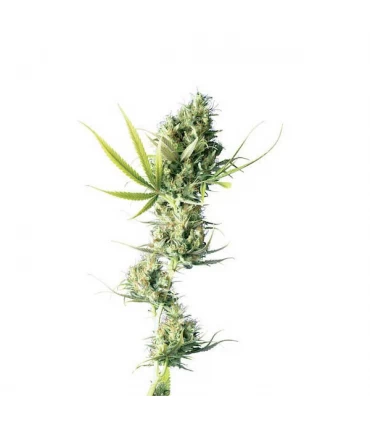 Durban 10 u. reg. Sensi Seeds