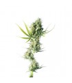 Durban 10 u. reg. Sensi Seeds