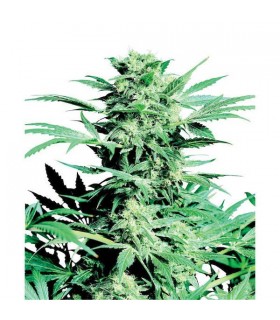 Shiva Skunk 10 u. reg. Sensi Seeds