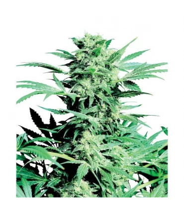 Shiva Skunk 10 u. reg. Sensi Seeds