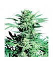 Shiva Skunk 10 u. reg. Sensi Seeds