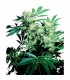 Skunk Kush 10 u. reg. Sensi Seeds