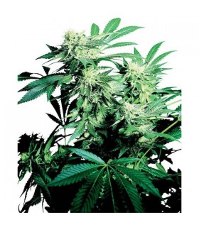 Skunk Kush 10 u. reg. Sensi Seeds