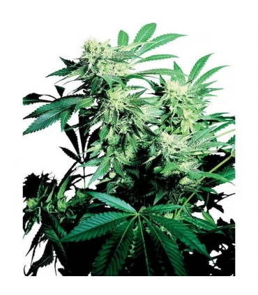 Skunk Kush 10 u. reg. Sensi Seeds